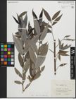 Foto von Salix pierotii Miq.